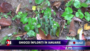 Ghiocei înfloriți în ianuarie