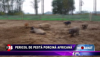 Pericol de pestă porcină africană