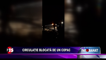 Circulație blocată de un copac