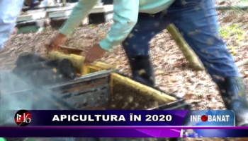 Apicultura în 2020