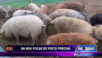 Un nou focar de pestă porcină