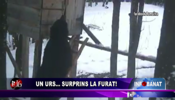 Un urs…    surprins la furat!