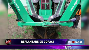 Replantare de copaci