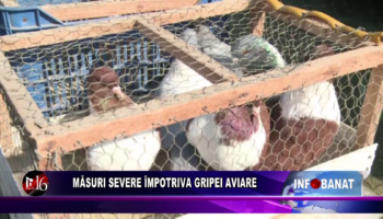 Măsuri severe împotriva gripei aviare