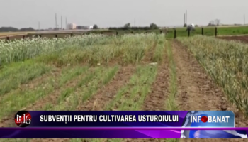 Subvenții pentru cultivarea usturoiului