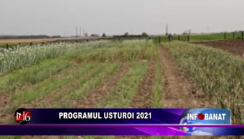 Programul usturoi 2021