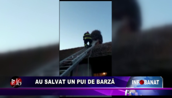 Au salvat un pui de barză