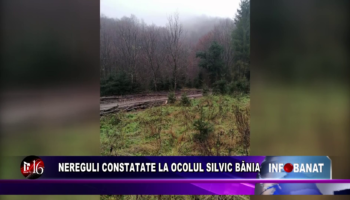 Nereguli constatate la Ocolul Silvic Bănia