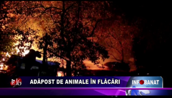 Adăpost de animale în flăcări