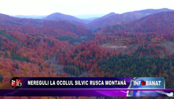 Nereguli la Ocolul Silvic Rusca Montană