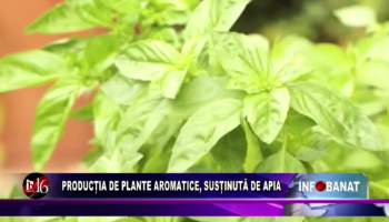 Producția de plante aromatice, susținută de APIA