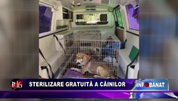 Sterilizare gratuită a câinilor