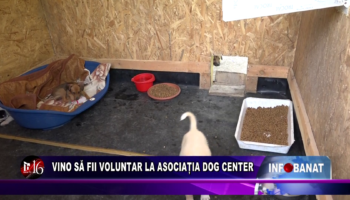 Vino să fii voluntar la Asociația Dog Center