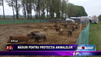 Măsuri pentru protecția animalelor