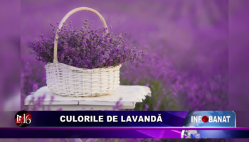 Culorile de lavandă