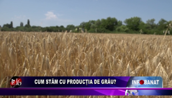 Cum stăm cu producția de grâu?