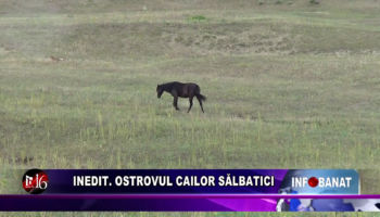 Inedit.  Ostrovul cailor sălbatici