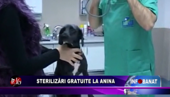 Sterilizări gratuite la Anina