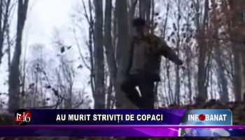 AU MURIT STRIVIȚI DE COPACI