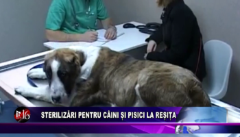 STERILIZĂRI PENTRU CÂINI ȘI PISICI LA REȘIȚA