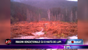 Imagini senzaționale cu o haită de lupi