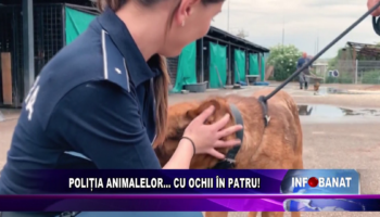 Poliția animalelor…    cu ochii în patru