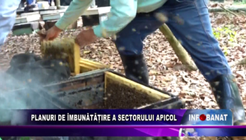 Planuri de îmbunătățire a sectorului apicol