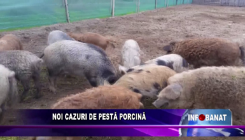 Noi cazuri de pestă porcină