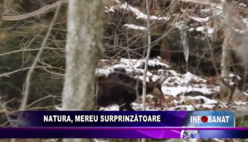 Natura, mereu surprinzătoare