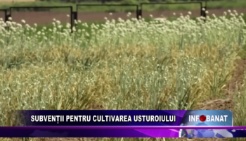 Subvenții pentru cultivarea usturoiului