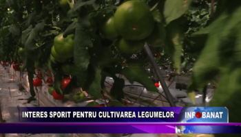 Interes sporit pentru cultivarea legumelor