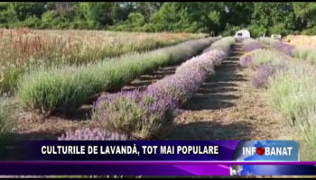 Culturile de lavandă, tot mai populare