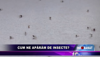 Cum ne apărăm de insecte?