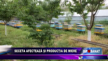 Seceta afectează și producția de miere