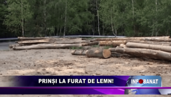 PRINȘI LA FURAT DE LEMN!