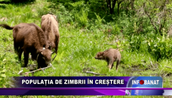 POPULAȚIA DE ZIMBRII ÎN CREȘTERE