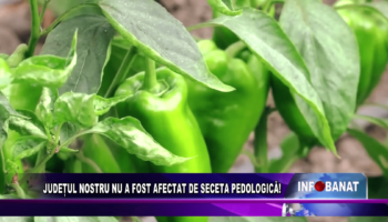 JUDEȚUL NOSTRU NU A FOST AFECTAT DE SECETA PEDOLOGICĂ!