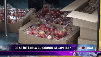 Ce se întâmplă cu cornul și laptele