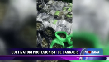 Cultivatori profesioniști de cannabis