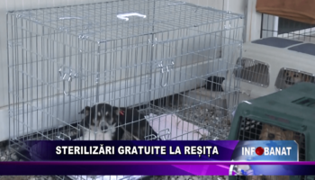 Sterilizări gratuite la Reșița