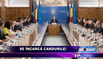 Se încarcă cardurile