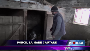 Porcii, la mare căutare