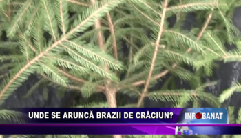 Unde se aruncă brazii de Crăciun?