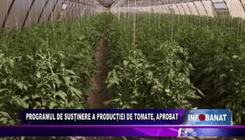 Programul de susținere a producției de tomate, aprobat