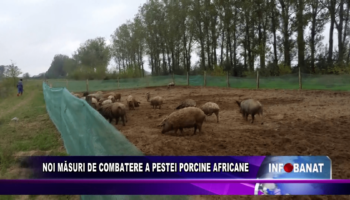 Noi măsuri de combatere a pestei porcine africane