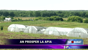 An prosper la APIA