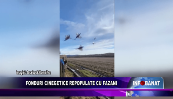 Fonduri cinegetice repopulate cu fazani