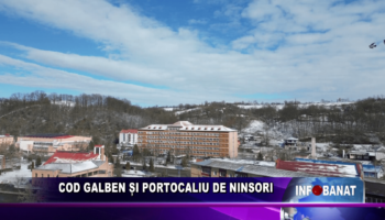 Cod galben și portocaliu de ninsori