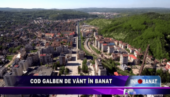 Cod galben de vânt în Banat