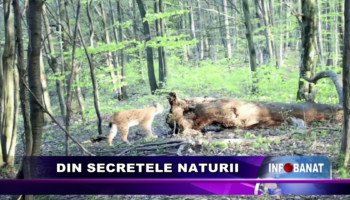 Din secretele naturii